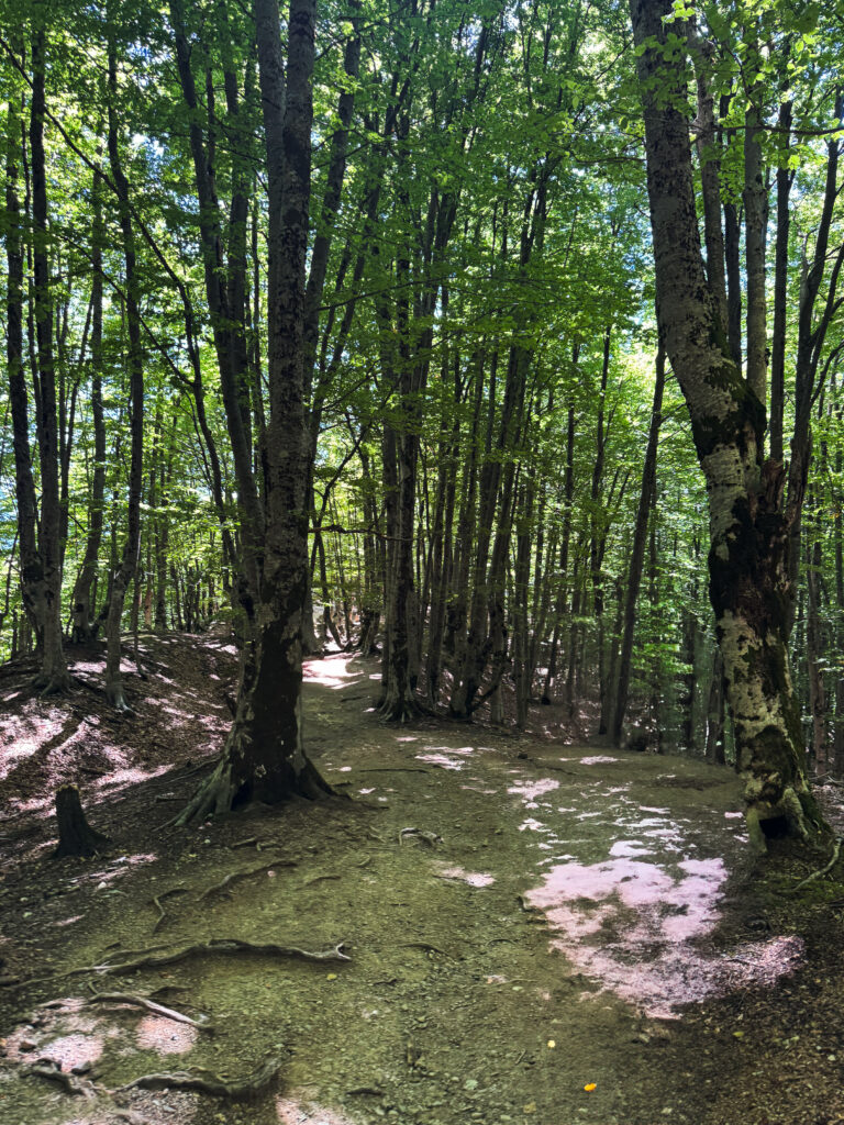 ChrisxBianca, Chris & Bianca, Albania, Theth, green forest close to Theth